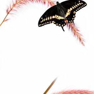 Humanistic Psychology eBook Spanish Edition by DEBOLS!LLO Kindle Book-0